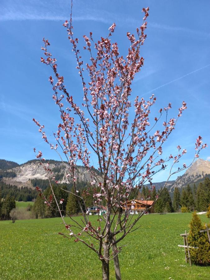 Am Schwand Apartment Graen Exterior photo